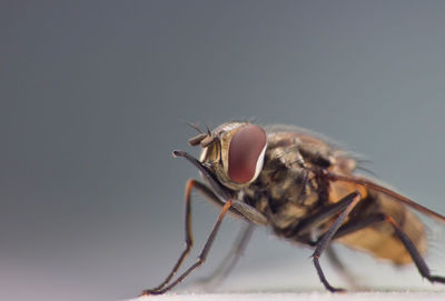 Close-up of fly