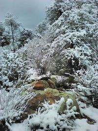 Scenic view of snow covered landscape