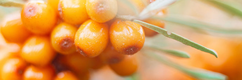 Close-up of orange fruit