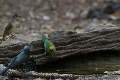 Close-up of parrot perching on a tree