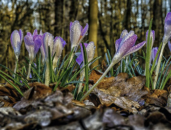 Close-up of purple crocus flowers on field