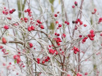 Close-up of berries on tree