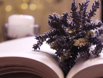 Close-up of flowering plant on table