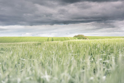 Scenic view of agricultural field against sky