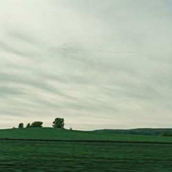 Birds flying over trees