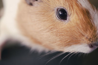 Close-up of a dog looking away