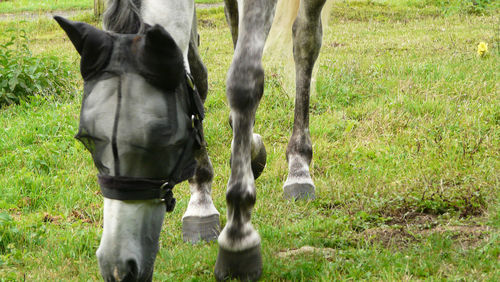 Horses grazing on field