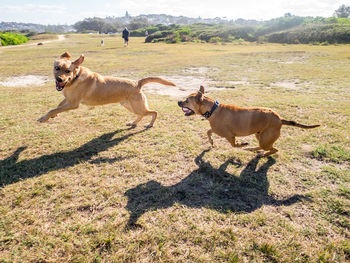 Dogs running on field