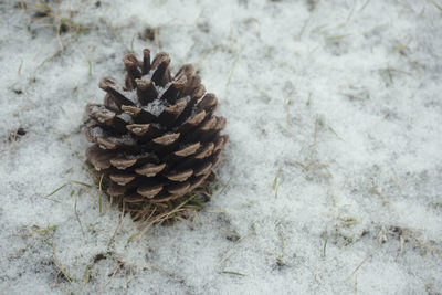 Close-up of pine cone on field during winter