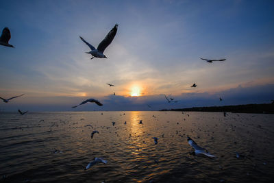 Seagulls flying over sea against sky