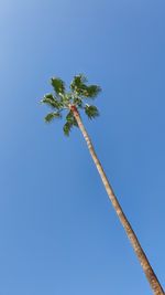 Low angle view of coconut palm tree against blue sky