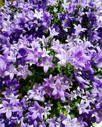 Purple flowers blooming outdoors