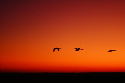 Silhouette birds flying against orange sky