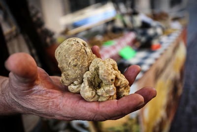 Close-up of man holding  white truffles