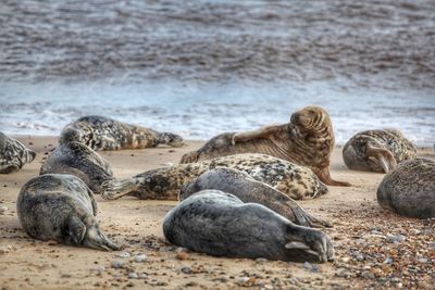 Seals on a norfolk beach