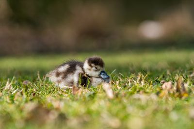 View of a bird on field