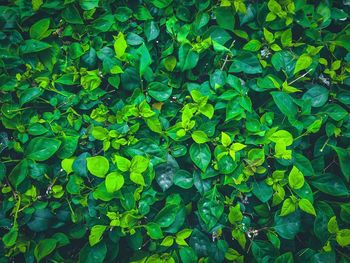 Full frame shot of wet leaves