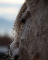 Close-up of a horse