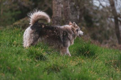 Full length of a dog running on field