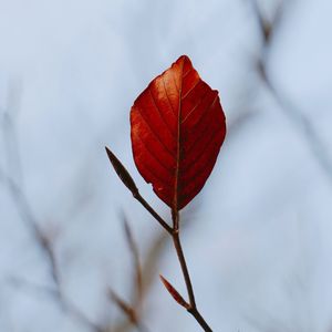 Close-up of dry leaf during autumn