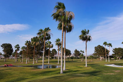 Palm trees on golf course against blue sky