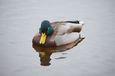 Duck swimming in lake