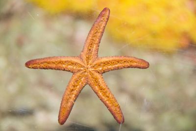 Close up of leaf