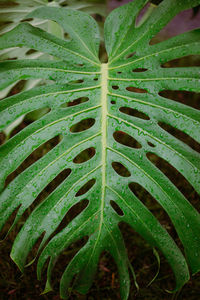 High angle view of fern leaves