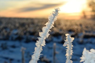 Close-up of frozen plants during sunset or sunrise 