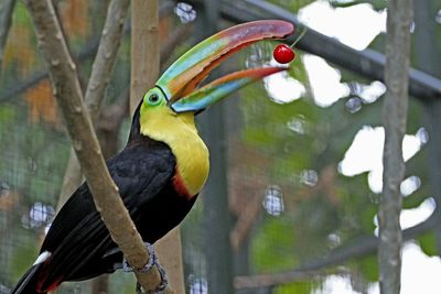 Close-up of parrot perching on tree