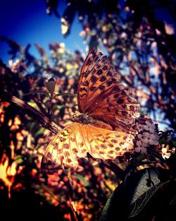 Close-up of butterfly on flower