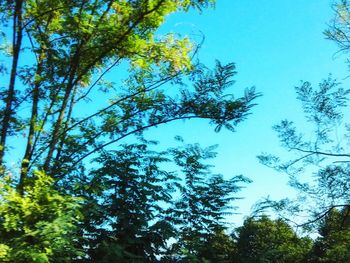 Low angle view of trees against sky