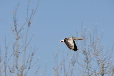 Close-up of toulouse goose flying against clear sky