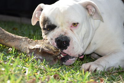 Close-up portrait of dog