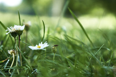 Close-up of flowering plant on field