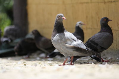 Close-up of pigeons perching on a land