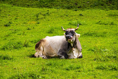 Cows in a field