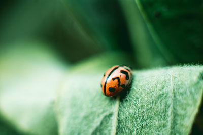 Close-up of ladybug on leaf