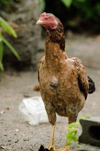 Close-up of a bird on rock