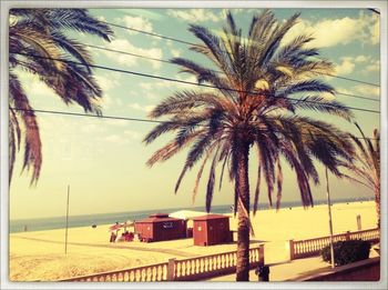 Palm trees on beach