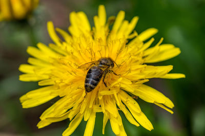 Bee and dandelion 