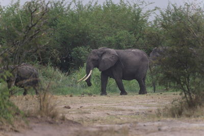 Elephant walking in a forest