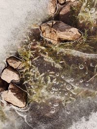 High angle view of dry leaf on rock