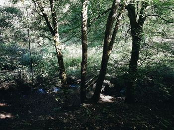 View of trees in the forest