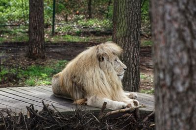 Lion relaxing in a forest