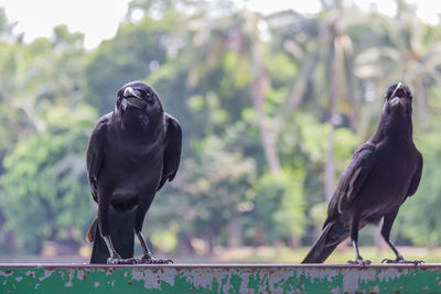 Black bird perching on statue