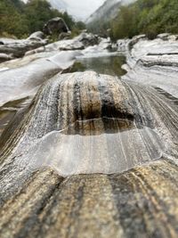 Close-up of lizard on rock