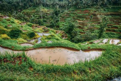 Plants growing on land