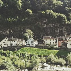 View of trees and building