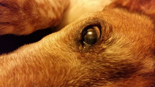 Close-up of dog